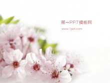 粉色桃花背景植物类幻灯片模板下载-第一PPT