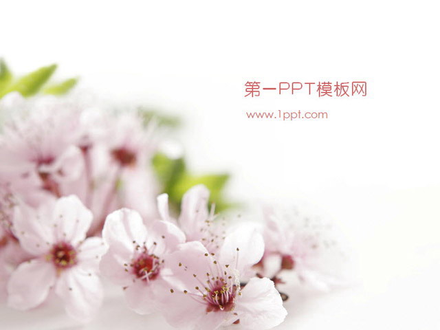 图片[1]-粉色桃花背景植物类幻灯片模板下载-第一PPT