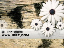 菊花木板背景PPT模板下载-第一PPT