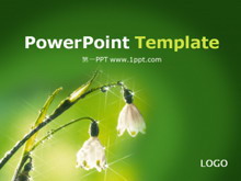 绿色植物鲜花背景PPT模板下载-第一PPT