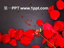 爱情红玫瑰PPT模板下载-第一PPT