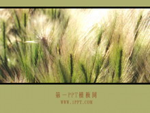 草原风景PPT模板下载-第一PPT