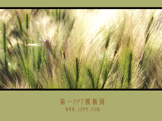 图片[1]-草原风景PPT模板下载-第一PPT