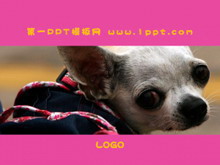 可爱吉娃娃动物PPT模板-第一PPT