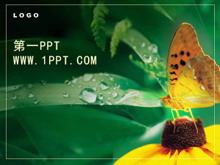 精美蝴蝶花朵PPT模板下载-第一PPT