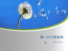飞翔的蒲公英经典PPT模板下载-第一PPT