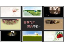 《蔷薇花开需要等待》PPT动画下载-第一PPT