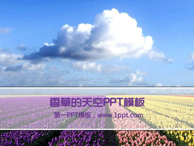 图片[1]-天空下的郁金香PowerPoint模板下载-第一PPT