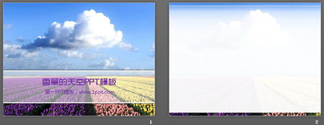 图片[2]-天空下的郁金香PowerPoint模板下载-第一PPT