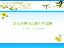 淡雅菊花背景植物PPT模板下载-第一PPT