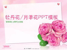 淡雅牡丹花月季花背景PowerPoint模板下载-第一PPT