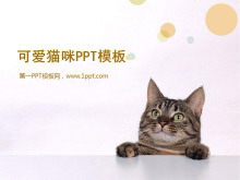 可爱猫咪幻灯片模板下载-第一PPT