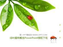 清新绿叶露珠七星瓢虫背景PPT模板-第一PPT