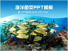 美丽的海底世界鱼群鱼类PPT模板-第一PPT