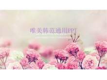 粉色蔷薇花背景的韩国PPT模板-第一PPT