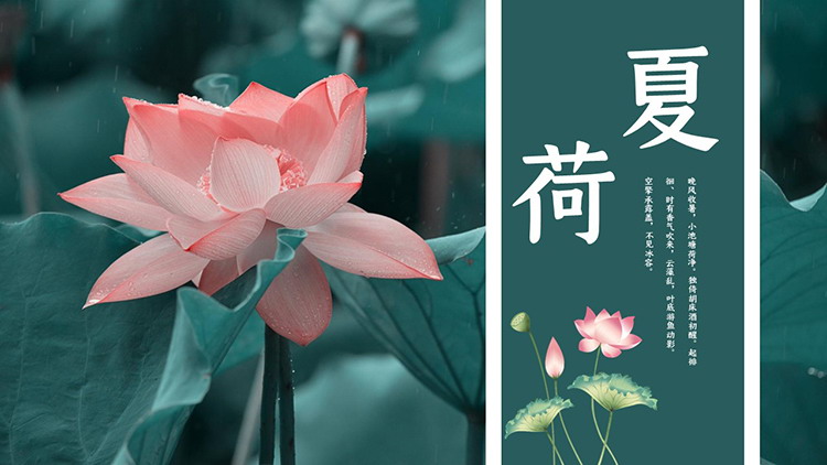 图片[1]-荷花照片背景的夏荷PPT模板下载-第一PPT