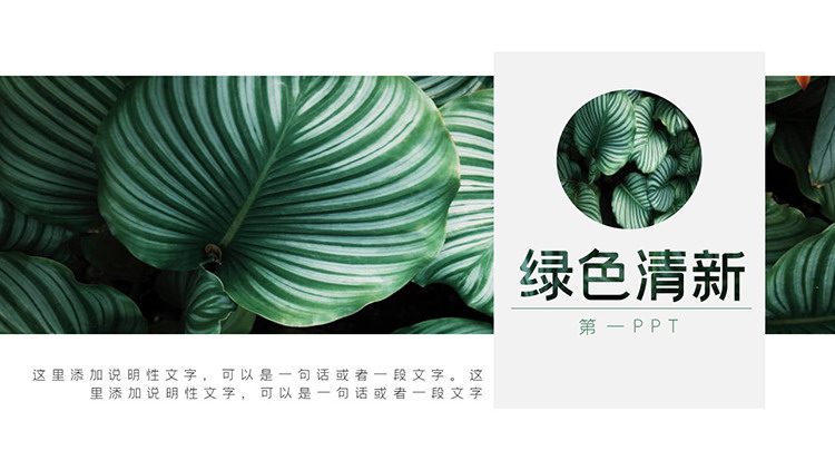 图片[1]-清新绿叶背景PPT模板免费下载-第一PPT