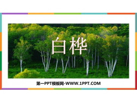 《白桦》PPT免费课件下载-第一PPT