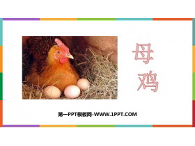 《母鸡》PPT优秀课件下载-第一PPT