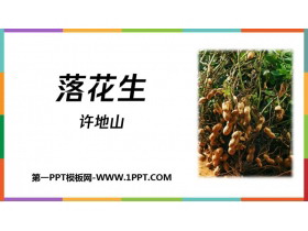 《落花生》PPT精品免费课件-第一PPT