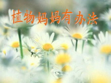 《植物妈妈有办法》PPT教学课件下载2-第一PPT