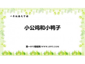 《小公鸡和小鸭子》PPT优质课件下载-第一PPT
