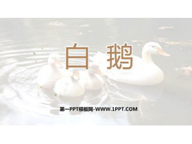 《白鹅》PPT优秀课件-第一PPT