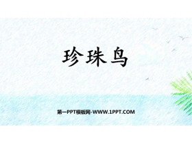 《珍珠鸟》PPT优秀免费课件-第一PPT