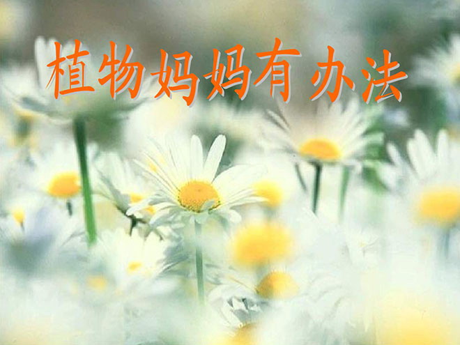图片[1]-《植物妈妈有办法》PPT教学课件下载2-第一PPT