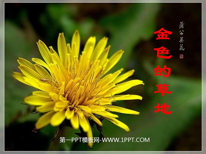 图片[1]-《金色的草地》PPT教学课件下载2-第一PPT