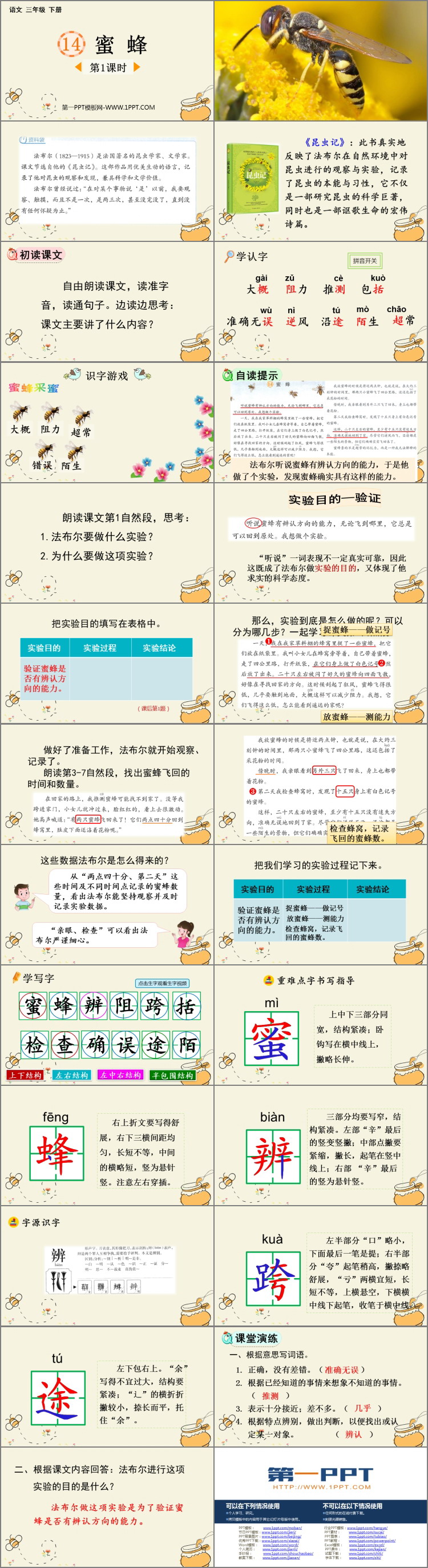 图片[2]-《蜜蜂》PPT下载(第1课时)-第一PPT