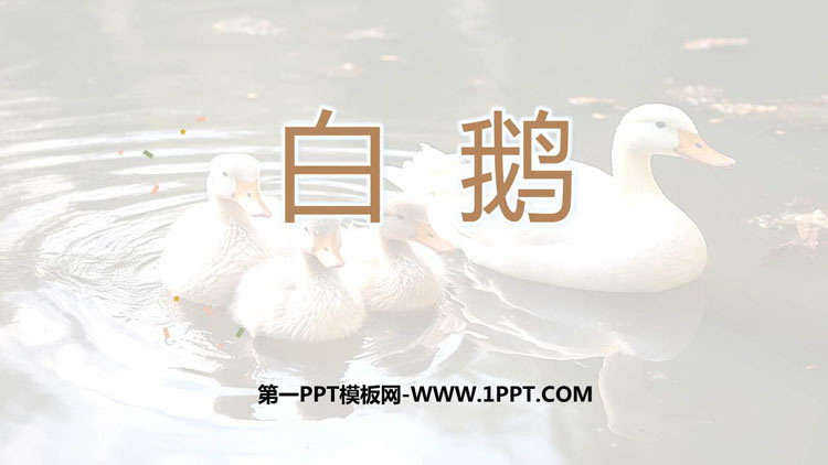 图片[1]-《白鹅》PPT优秀课件-第一PPT