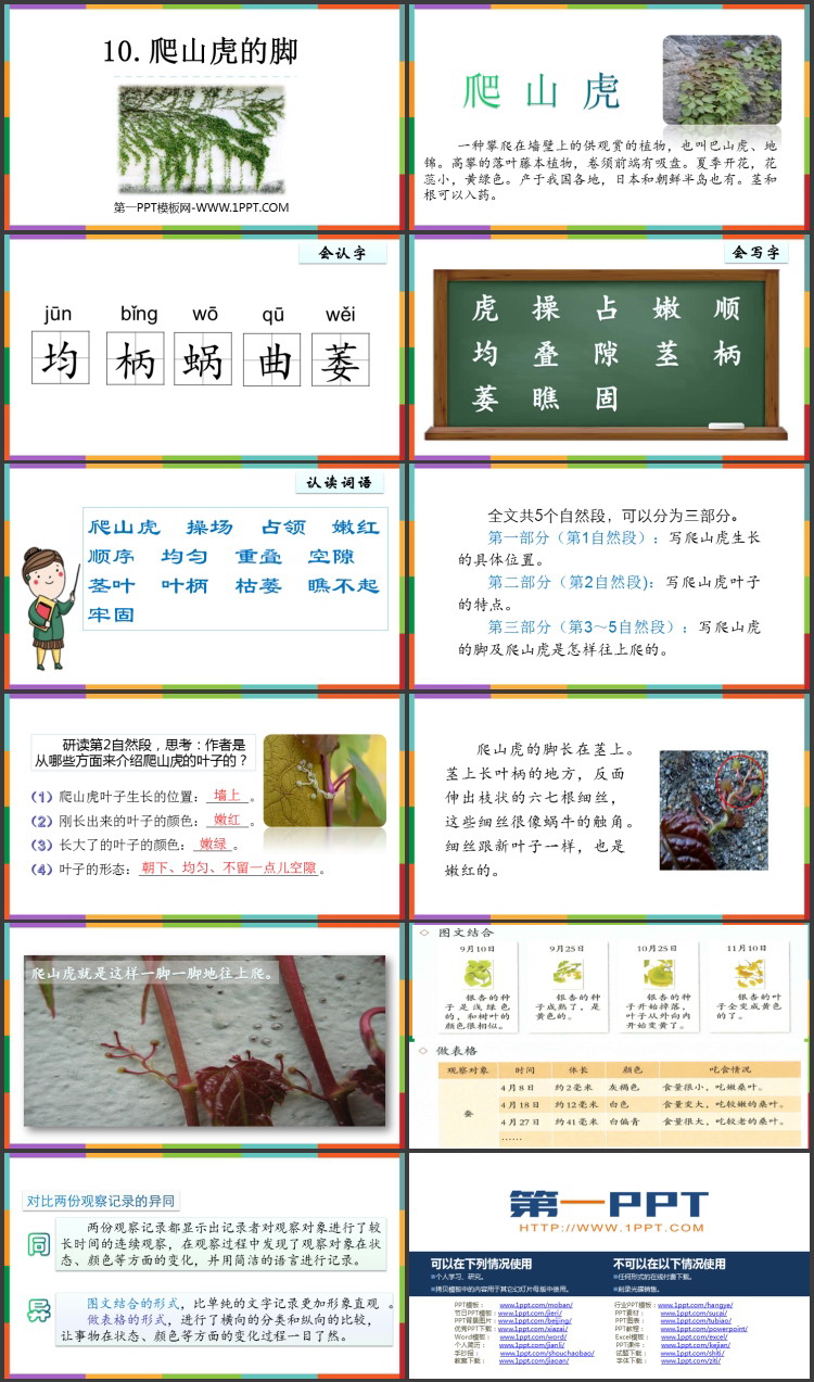 图片[2]-《爬山虎的脚》PPT免费课件下载-第一PPT