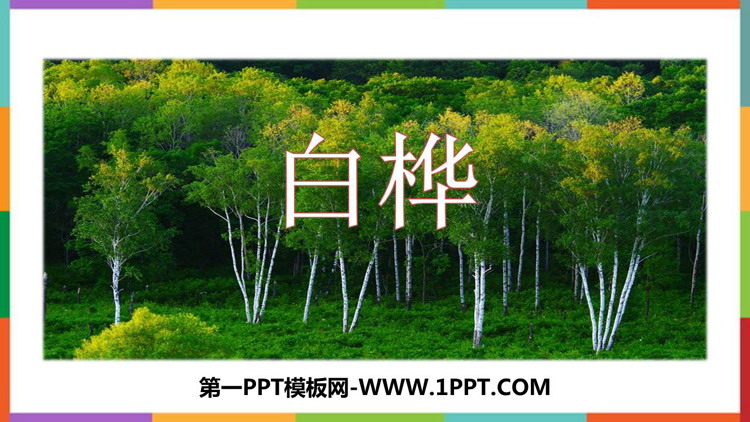 图片[1]-《白桦》PPT免费课件下载-第一PPT