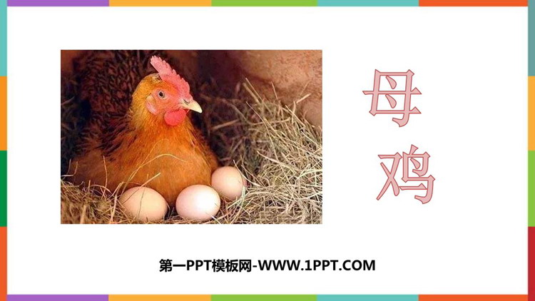 图片[1]-母鸡-第一PPT