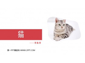 《猫》PPT优质免费课件-第一PPT