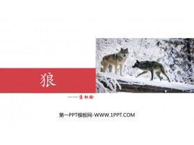 《狼》PPT免费教学课件-第一PPT