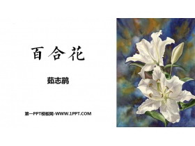 《百合花》PPT教学课件下载-第一PPT