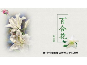 《百合花》PPT精品课件下载-第一PPT