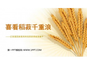 《喜看稻菽千重浪》PPT课件下载-第一PPT