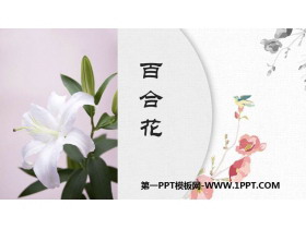 《百合花》PPT精品课件-第一PPT