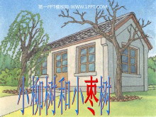 《小柳树和小枣树》PPT教学课件下载2-第一PPT