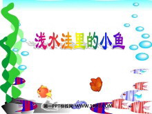 《浅水洼里的小鱼》PPT教学课件下载-第一PPT
