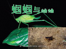 外国诗两首《蝈蝈与蛐蛐、夜》PPT课件-第一PPT