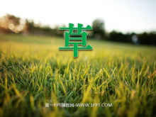 《草》PPT课件-第一PPT