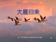 《大雁归来》PPT课件-第一PPT