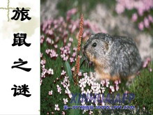 《旅鼠之谜》PPT课件2-第一PPT