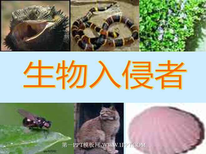 图片[1]-《生物入侵者》PPT课件2-第一PPT