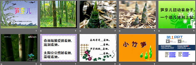 图片[2]-《笋芽儿》PPT课件-第一PPT