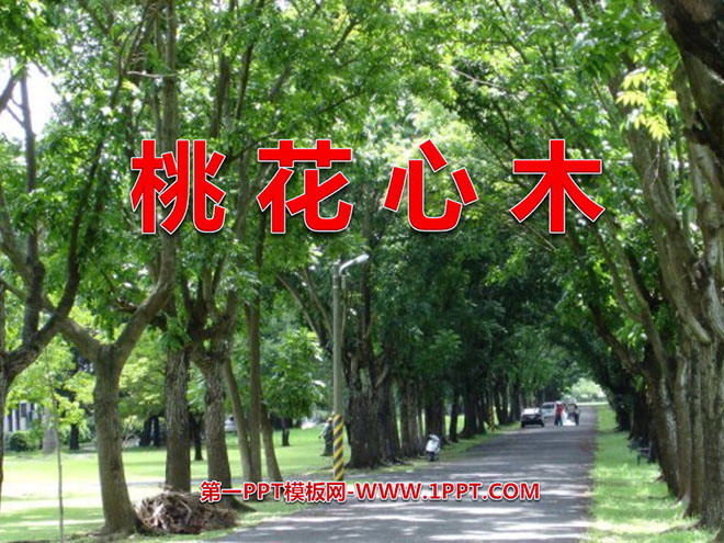 图片[1]-《桃花心木》PPT课件2-第一PPT